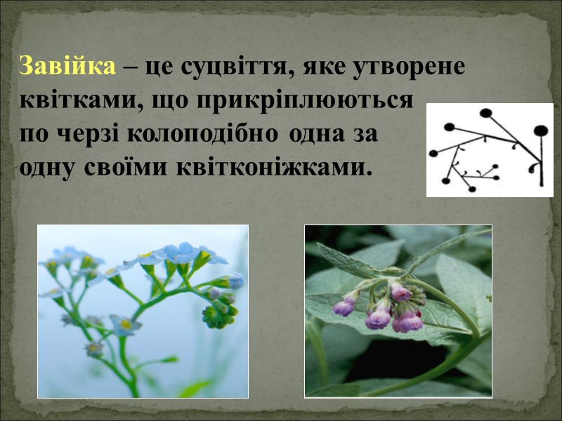 Завійка – це суцвіття, яке утворене квітками, що прикріплюються     